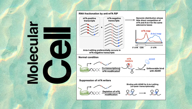 楊力研究組合作發(fā)表不同RNA修飾間的互作調(diào)控