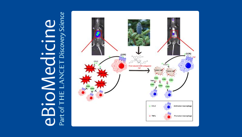 中國(guó)科學(xué)院上海營(yíng)養(yǎng)與健康研究院科研人員發(fā)現(xiàn)新型天然小分子調(diào)節(jié)免疫重塑腫瘤微環(huán)境治療肝癌