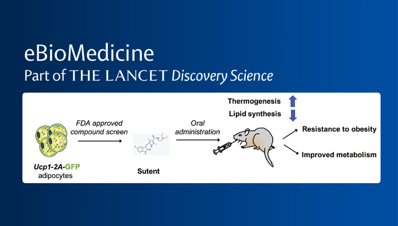丁秋蓉研究組合作發(fā)現(xiàn)新的調控褐色脂肪組織活性的小分子藥物