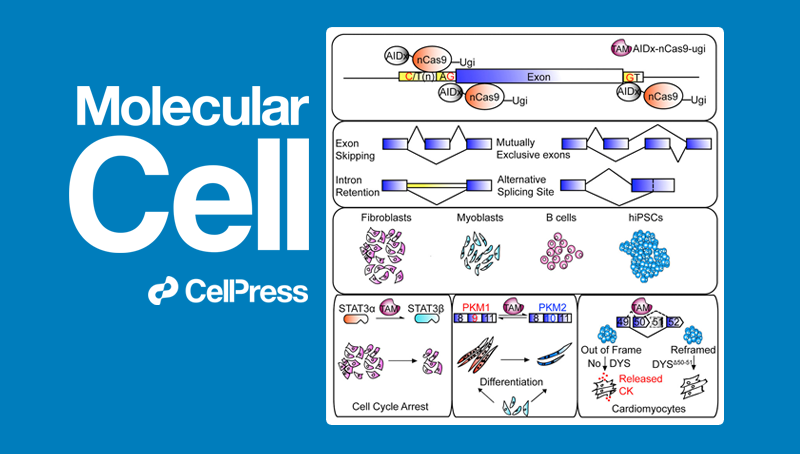 常興研究組發(fā)現(xiàn)RNA剪接基因編輯的新方法