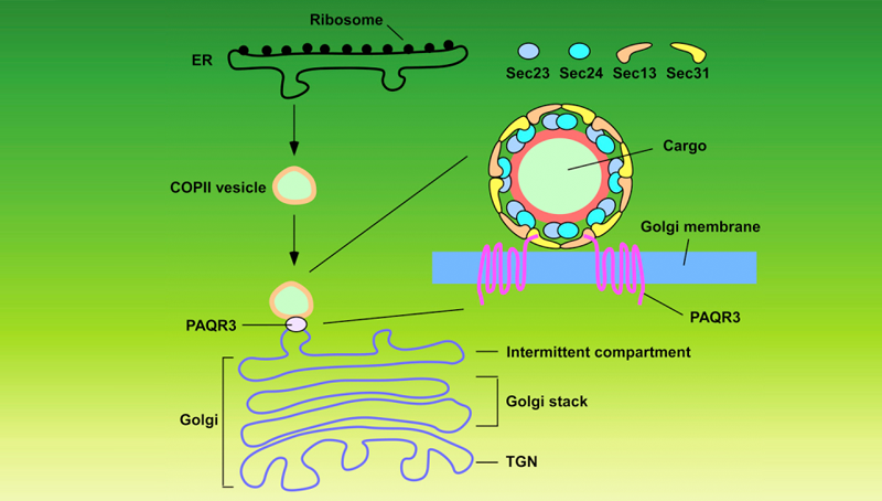 陳雁研究組發(fā)現(xiàn)細(xì)胞內(nèi)囊泡運(yùn)輸新型調(diào)控機(jī)制