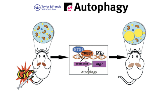 郭非凡研究組揭示糖皮質(zhì)激素誘導(dǎo)棕色脂肪白色化的作用與機制