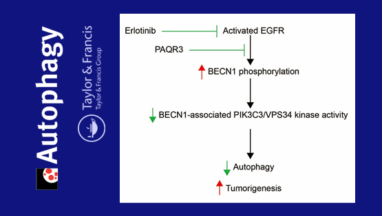 陳雁研究組發(fā)現(xiàn)自噬調(diào)控肺癌細胞生長新機制