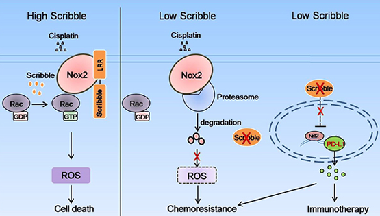 詹麗杏研究組發(fā)現(xiàn)極性蛋白Scribble促進非小細胞肺癌順鉑敏感性的新機制