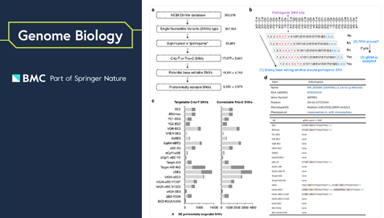 楊力研究組系統(tǒng)揭示堿基編輯器的效能差異并構(gòu)建可編輯致病突變數(shù)據(jù)庫