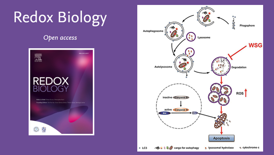 尹慧勇研究組發(fā)現(xiàn)酵母β-葡聚糖在肝癌中的抗癌作用新機制
