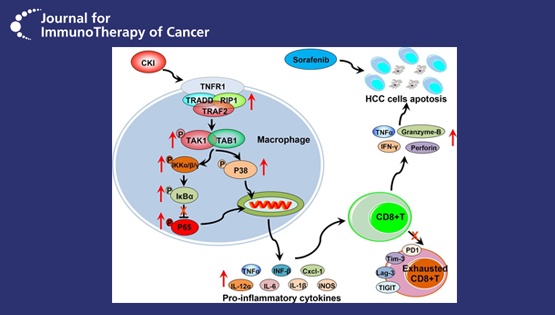 王慧研究組揭示中藥復方苦參注射液增敏索拉菲尼治療肝癌新機制