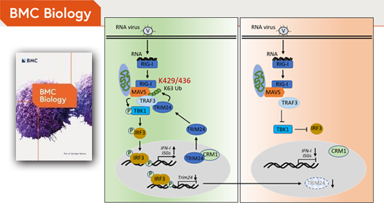 肖意傳研究組發(fā)現(xiàn)TRIM24在抗病毒免疫中的新機(jī)制