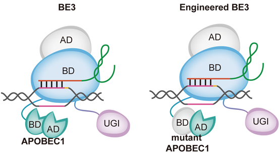 李亦學(xué)研究組合作研發(fā)出新一代高精度單堿基編輯工具