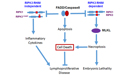 章海兵研究組發(fā)現(xiàn)RIPK3蛋白RHIM結(jié)構域調(diào)控細胞死亡和炎癥的新機制