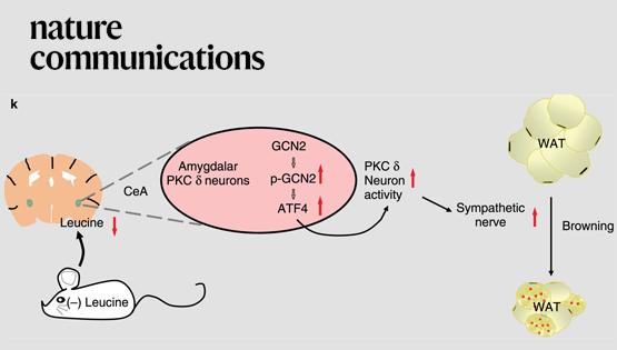 郭非凡研究組發(fā)現(xiàn)中樞杏仁核感應氨基酸調(diào)控白脂褐脂化的新機理
