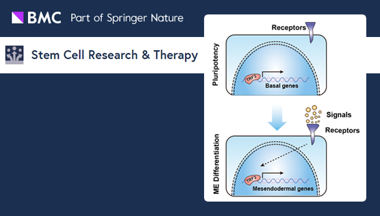 楊黃恬研究組揭示通用轉(zhuǎn)錄因子TRF3特異性調(diào)節(jié)人胚胎干細(xì)胞向中內(nèi)胚層命運(yùn)決定的作用與機(jī)制