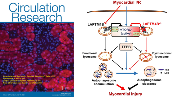 楊黃恬研究組合作發(fā)現(xiàn)溶酶體膜蛋白減輕心肌缺血/再灌注損傷的作用和自噬調(diào)控新機制