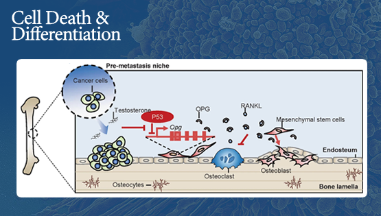 王瑩、時玉舫研究組合作發(fā)現(xiàn)p53通過調(diào)控OPG影響間充質(zhì)干細胞成骨分化以及腫瘤相關(guān)骨骼重塑的新機制