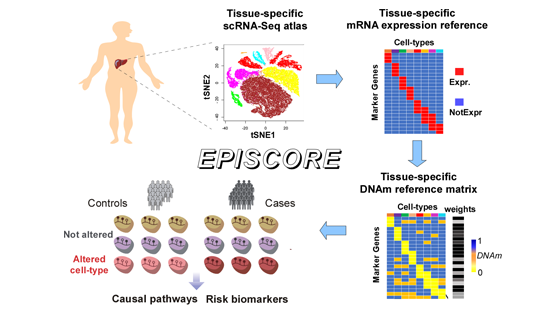 Andrew Teschendorff研究組開發(fā)可應(yīng)用于任意組織類型的表觀基因組單細(xì)胞解析算法
