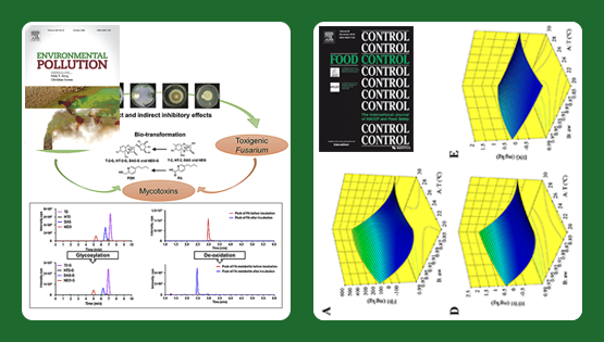 武愛波研究組在基于木霉的真菌毒素脫毒轉(zhuǎn)化、玉米原料中真菌毒素污染風險預警等方面取得研究進展