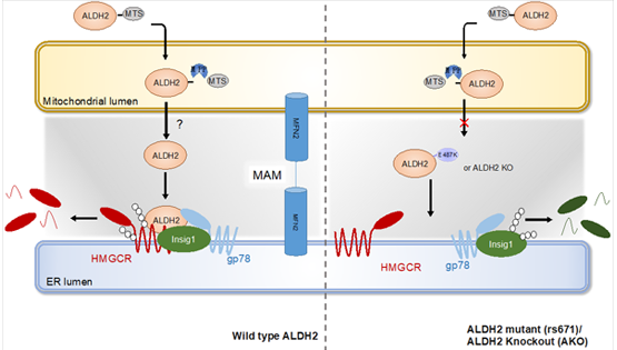 尹慧勇研究組發(fā)現(xiàn)乙醛脫氫酶2調(diào)控肝臟膽固醇代謝機(jī)制