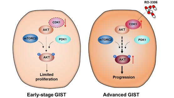 王躍祥研究組發(fā)現(xiàn)克服胃腸間質(zhì)瘤伊馬替尼耐藥的新策略