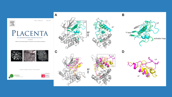 營養(yǎng)與健康所李海鵬研究組合作發(fā)現(xiàn)Nrk新外顯子和加速進(jìn)化對胎盤形成的關(guān)鍵作用