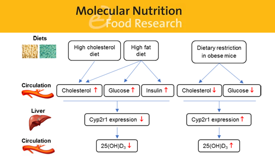 營養(yǎng)與健康所樂穎影研究組揭示肥胖及相關(guān)代謝性疾病發(fā)生維生素D缺乏的機制