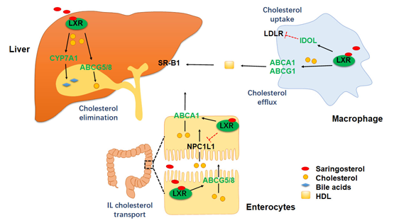 營養(yǎng)與健康研究所應(yīng)浩研究組合作發(fā)現(xiàn)馬尾藻甾醇緩解動脈粥樣硬化及其潛在作用機制