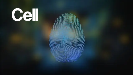 復(fù)旦、中科院團(tuán)隊發(fā)現(xiàn)肢體發(fā)育相關(guān)基因在指紋花紋形成中發(fā)揮關(guān)鍵作用成果登《細(xì)胞》主刊