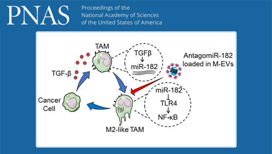 營養(yǎng)與健康所胡國宏研究組揭示乳腺癌相關(guān)巨噬細(xì)胞調(diào)控機(jī)制及其靶向策略