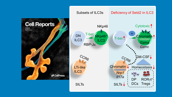 營養(yǎng)與健康所邱菊組合作發(fā)現(xiàn)Setd2對3型天然淋巴細(xì)胞和腸道免疫的調(diào)控作用