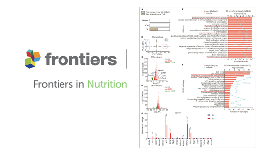 營養(yǎng)與健康所陳雁研究組發(fā)現(xiàn)間歇性熱量限制促進紅細胞生成并改善貧血