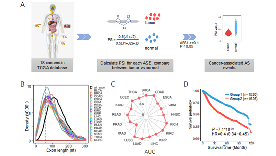 營養(yǎng)與健康所王澤峰團(tuán)隊在癌癥中發(fā)現(xiàn)一種全新的長度依賴性的異常剪接調(diào)控模式