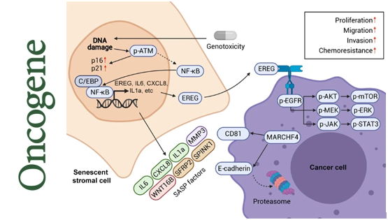 營養(yǎng)與健康所孫宇研究組報(bào)道一種全新的微環(huán)境因子對腫瘤惡性演化的作用機(jī)制