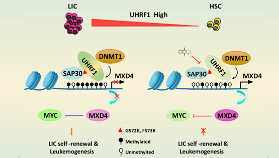 營養(yǎng)與健康所王蘭研究組合作揭示UHRF1調(diào)控急性髓系白血病的新機(jī)制