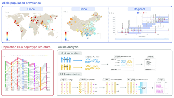 科研團(tuán)隊發(fā)布人類主要組織相容性復(fù)合體基因數(shù)據(jù)庫和分析平臺PGG.MHC