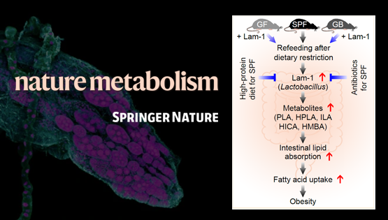 營養(yǎng)與健康所翟琦巍研究組揭示節(jié)食后體脂反彈和肥胖的機制及其營養(yǎng)干預(yù)策略