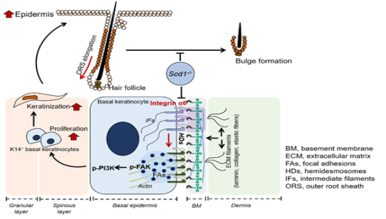 營養(yǎng)與健康所王瑩研究組發(fā)現(xiàn)脂肪酸代謝調(diào)控毛囊干細(xì)胞微環(huán)境形成的新機(jī)制