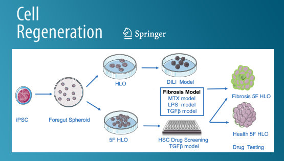 營養(yǎng)與健康所丁秋蓉研究組開發(fā)人PSC衍生的肝類器官在藥物肝毒性評估及抗肝纖維化藥物篩選中的應(yīng)用