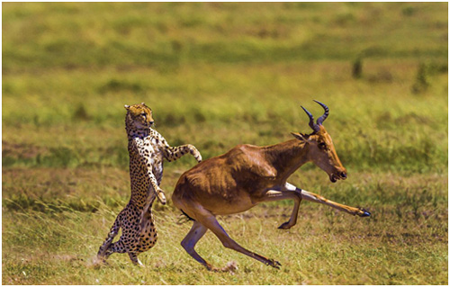 前庭器官的“星際迷航”——生物系統(tǒng)是如何計算慣性運動的