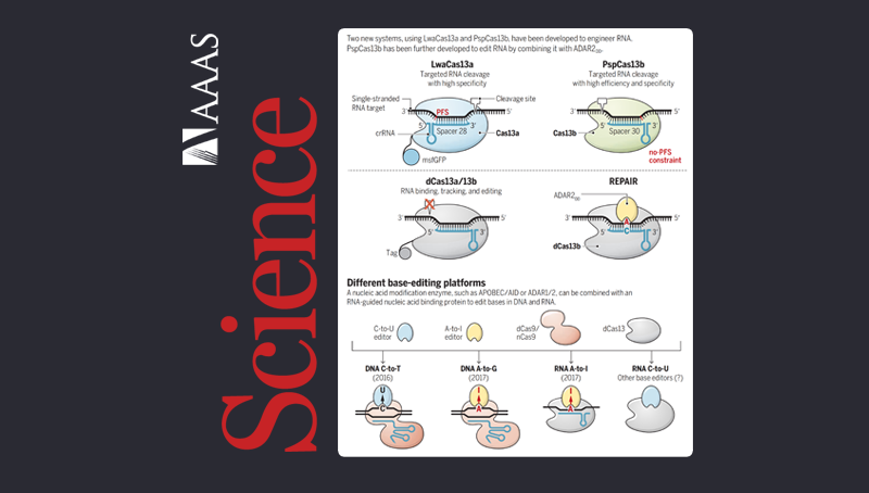 中國科學院上海營養(yǎng)與健康研究院科研人員在<em>Science</em>上發(fā)表perspective推薦Cas13系統(tǒng)介導的RNA研究新體系