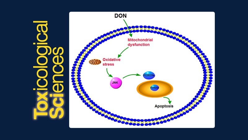 武愛波研究組發(fā)現(xiàn)嘔吐毒素致人源性細胞毒性相關(guān)的關(guān)鍵因子