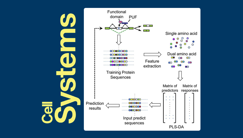 王澤峰研究組構(gòu)建RNA結(jié)合蛋白的剪接調(diào)控作用預測模型