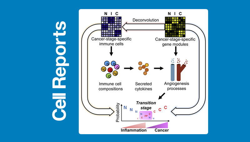韓敬東研究組發(fā)現(xiàn)影響組織炎癥癌癥轉(zhuǎn)變及免疫治療響應(yīng)的免疫細(xì)胞和分泌因子