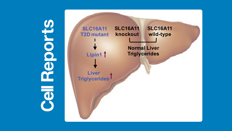 丁秋蓉研究組發(fā)現(xiàn)2型糖尿病易感基因突變的致病機(jī)制