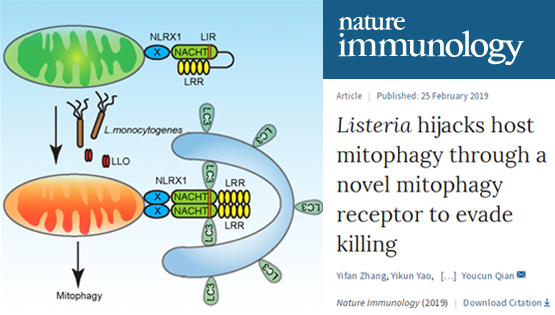錢友存研究組發(fā)現(xiàn)李斯特菌劫持巨噬細(xì)胞線粒體自噬新機(jī)制
