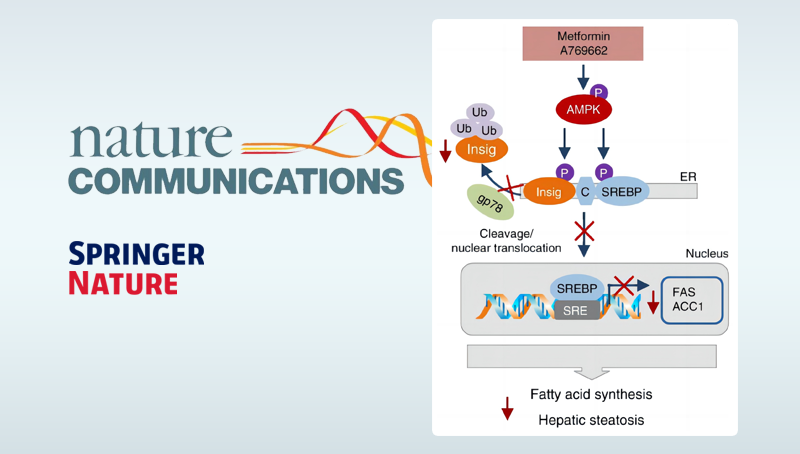 李于研究組發(fā)現(xiàn)蛋白質(zhì)翻譯后修飾通過泛素化降解途徑調(diào)節(jié)脂肪酸合成的新機(jī)制