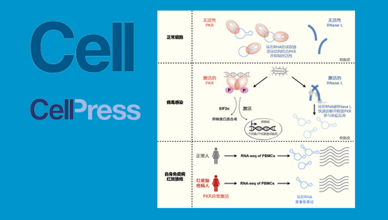 楊力研究組合作揭示環(huán)形RNA在天然免疫過(guò)程中的重要功能