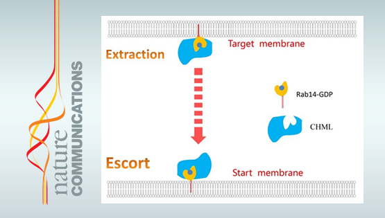 謝東研究組揭示CHML蛋白在肝癌轉(zhuǎn)移過(guò)程中的作用與機(jī)制
