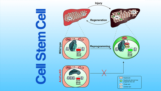 李亦學(xué)研究組合作揭示損傷再生中肝細(xì)胞可塑性的分子基礎(chǔ)