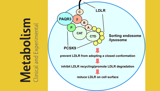 陳雁研究組發(fā)現(xiàn)調(diào)控血液膽固醇水平的新機(jī)制