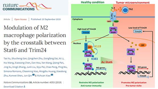肖意傳組合作發(fā)現(xiàn)Stat6乙?；{(diào)控抗腫瘤免疫反應(yīng)的新機(jī)制