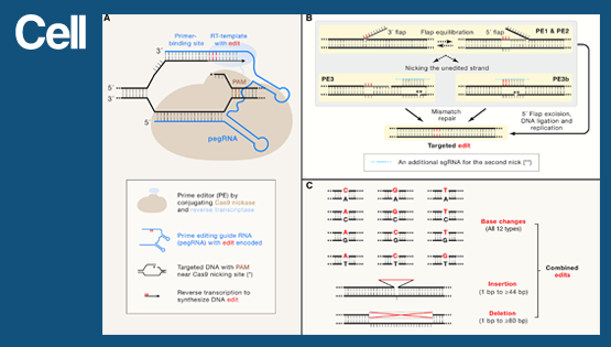 中國(guó)科學(xué)院上海營(yíng)養(yǎng)與健康研究所楊力組與上?？萍即髮W(xué)合作伙伴在<em>Cell</em> 雜志發(fā)表專評(píng)論文